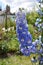 Light blue delphinium flowers against a rural flower garden