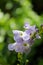 Light blue flower of Gold Edge Skyflower, Duranta erecta