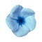 Light blue flower on isolated white background with clipping path. Closeup. Beautiful white-blue flower Violets for design.