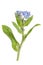 Light blue flowers of Forget-me-not Myosotis arvensis
