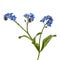 Light blue flowers of Forget-me-not (Myosotis arvensis), isolate