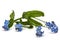 Light blue flowers of Forget-me-not (Myosotis arvensis), isolate