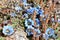 Light blue flowers in the mountains of Langtang National Park