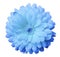 Light blue, gentle Flower calendula, blue petals with dew, white isolated background