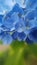 Light blue hortensia flowers closeup - macro hydrangea
