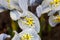 Light blue iris Katharine Hodgkin macro photogrpahy floral background.