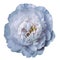 Light blue peony flower with yellow stamens on an isolated white background with clipping path. Closeup no shadows. For design.
