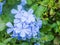 Light Blue plumbago flower