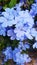 Light blue plumbago with multiple flower heads