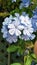 Light blue plumbago with multiple flower heads. Plumbago auriculata