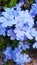 Light blue plumbago with multiple flower heads. V Light blue flowers.