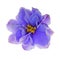 Light blue violet flower on white