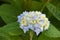 Light Blue and White Flowering Hydrangea Bush