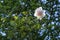 Light blush flower of the rambling rose Madame Alfred Carriere climbing high up in a tree, old noisette rose bred by Schwartz 1875