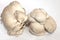 Light bortolane type mushrooms cultivate