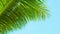 A light breeze rustles the palm fronds on sky background. Thailand