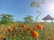 Light and bright clear blue sky over the field surrounding orange marigold flowers garden and the little gazebo.