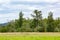 light bright meadow with summer glow near forest and clouds in august