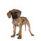 Light brindle Great Dane pup on white background