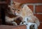 Light brown brindle Mediterranean cat on a brick windowsill