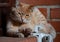 Light brown brindle Mediterranean cat on a brick windowsill