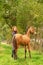 A light brown buckskin foal, the female owner stands next to the stallion Autumn Sun