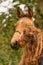 A light brown buckskin foal, woman lovingly kisses the foal on his nose. autumn colors