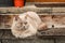 Light brown color chubby British short hair cat on a back porch of a house. Calm and peaceful lady