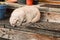 Light brown color chubby British short hair cat on a back porch of a house. The model in a strange cat yoga position