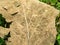 Light brown color dried leaf skeleton of Sagwan Tree