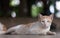 Light-Brown color mixed white cat sitting down and the brown eye look forward with blur background. The cat has fluffy hair, fangs