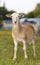Light brown colored sheep lamb on a green field
