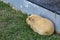 Light brown cute Cavia porcellus, Guinea pig sit back and relax at the corner of the lawn and sidewalk lonely.