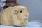 Light brown cute Cavia porcellus, Guinea pig sit back and relax on the table lonely.