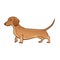 Light Brown Dachshund. Dog vector illustration