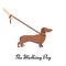 Light Brown Dachshund with a leash
