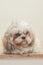 Light brown dog of Mal-Shih breed in front of a white wall