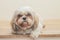 Light brown dog of Mal-Shih breed in front of a white wall