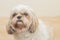 Light brown dog of Mal-Shih breed in front of a white wall