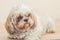 Light brown dog of Mal-Shih breed in front of a white wall