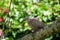Light brown eurasian collared dove bird sitting on tree branch