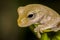 Light-brown frog on Philodendron leaf