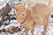 A light brown goat enjoying a snowy day on a farm in rural Wisconsin