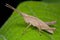A light brown grasshopper