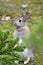 Light brown-grey rabbit outdoors, standing upright and watching