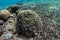 Light brown grooved brain coral with a lot of dead corals laying on sea bottom. Picture taken during Scuba dive in warm tropical