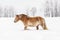 Light brown Haflinger horse wading in deep snow on field in winter, blurred trees in background