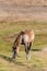 Light brown horse standing on grassland dirt road eating grass autumn scene