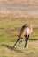 Light brown horse standing on grassland dirt road eating grass autumn scene