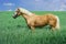 Light brown horse with a white mane and tail stands in a green field